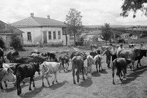 Khung cảnh các làng quê Ukraine thời Liên Xô thập niên 1950